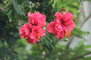 flori de trandafir japonez inflorit
