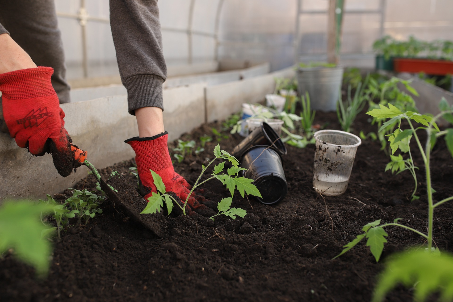 plantare legume in gradina