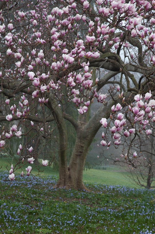 Arborele magnolie inflorita 