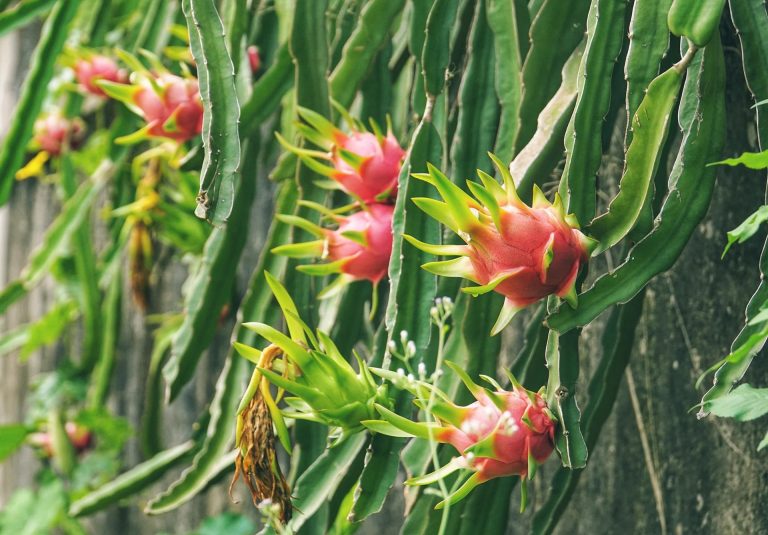 Fructul dragonului – ghid practic pentru ingrijirea si plantarea acestuifruct exotic in gradina ta